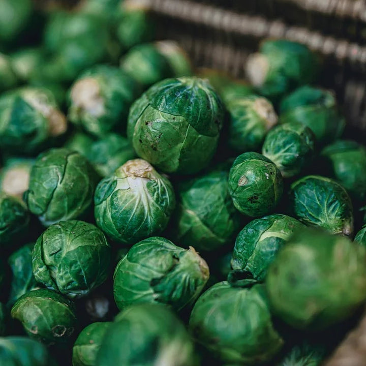 Brussel Sprout Long Island Improved
