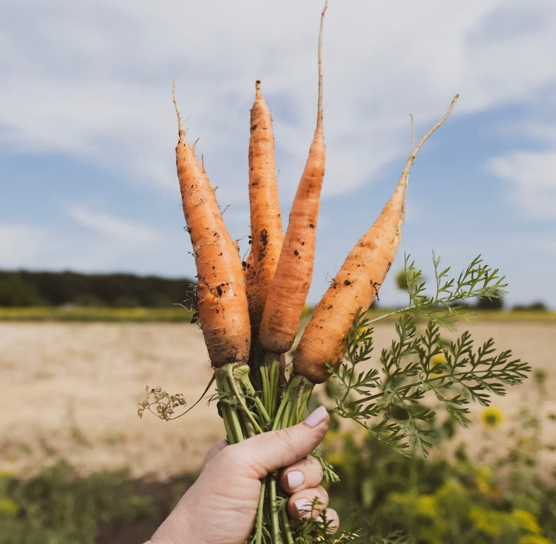 Carrot Baby Amsterdam Vegetable | X 400 Seeds