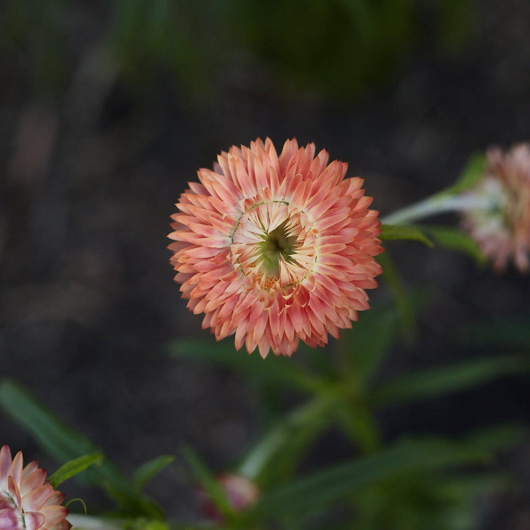 Everlasting Strawflower Apricot + Peach