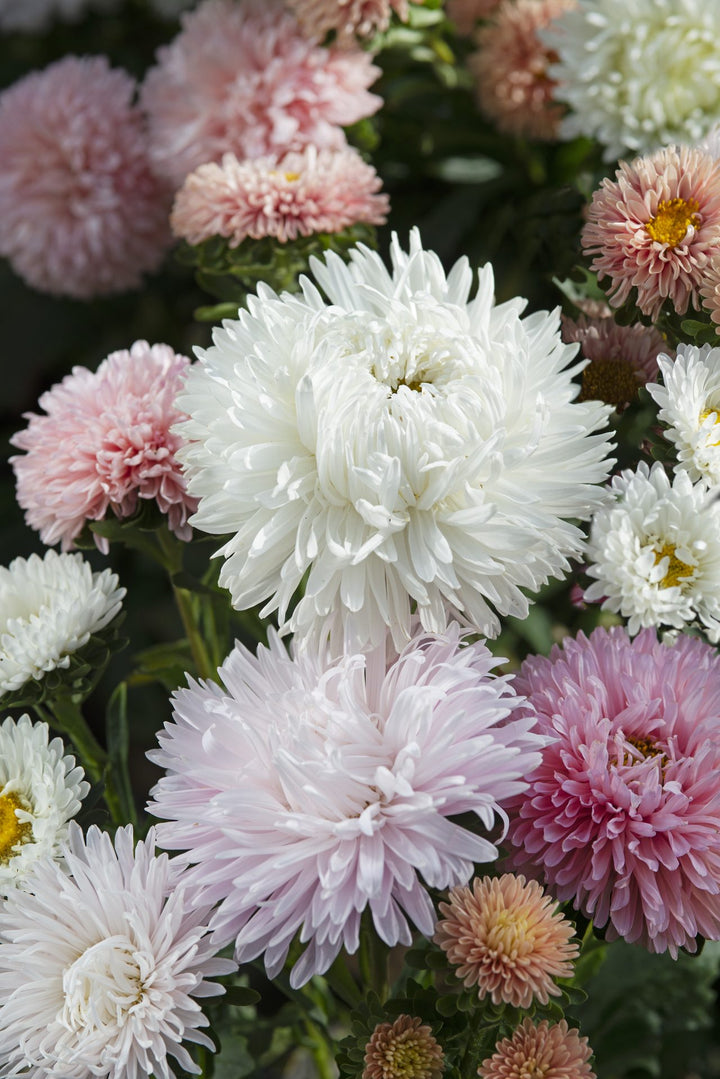 Aster The Roses Mix Flower