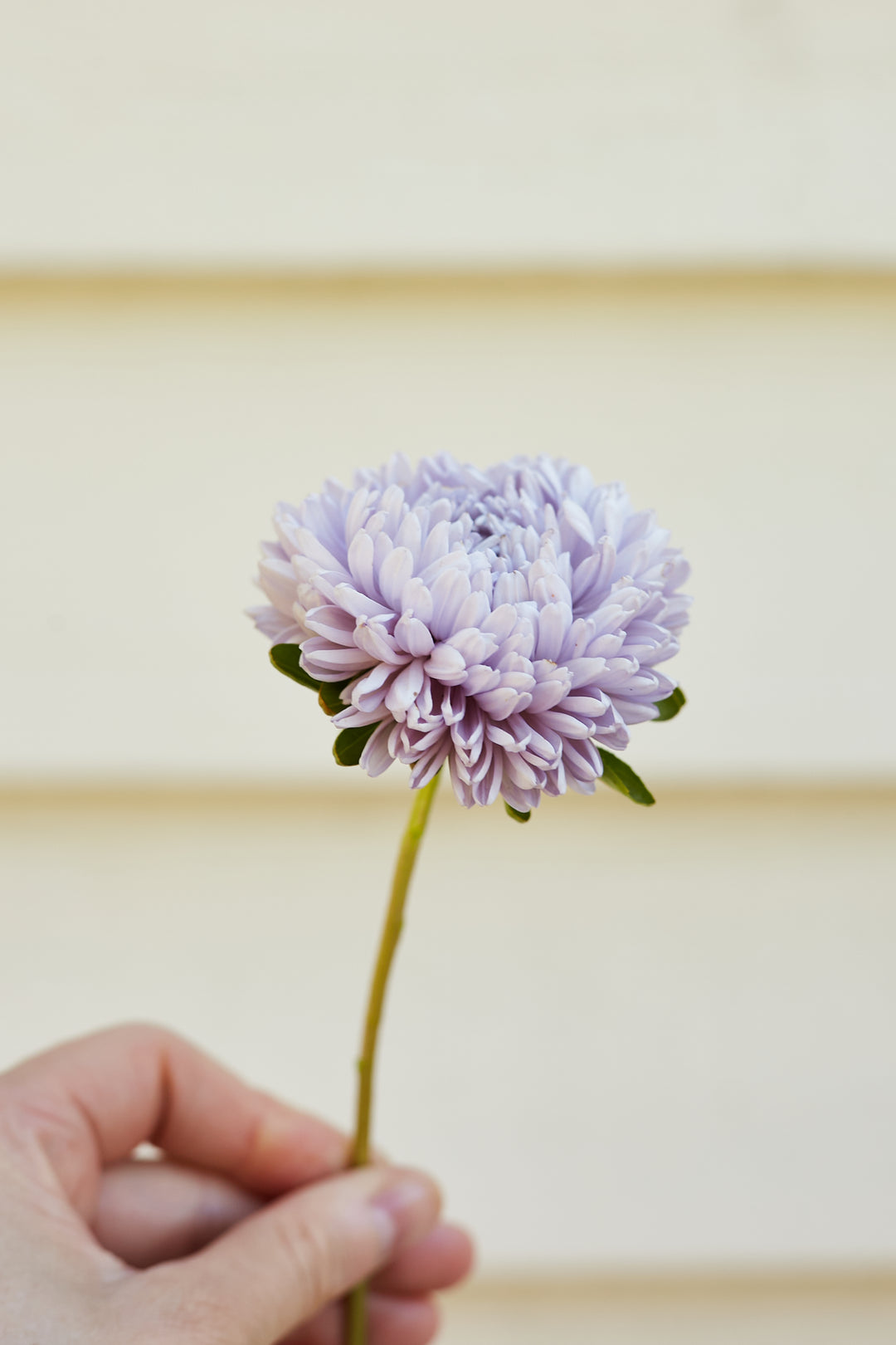 Aster Lady Coral Lavender China Flower