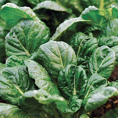 Tatsoi Green Leaf