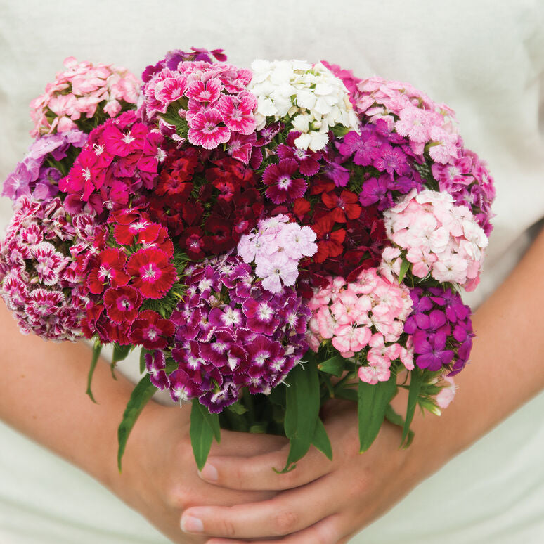 Sweet William Single Mix Flower