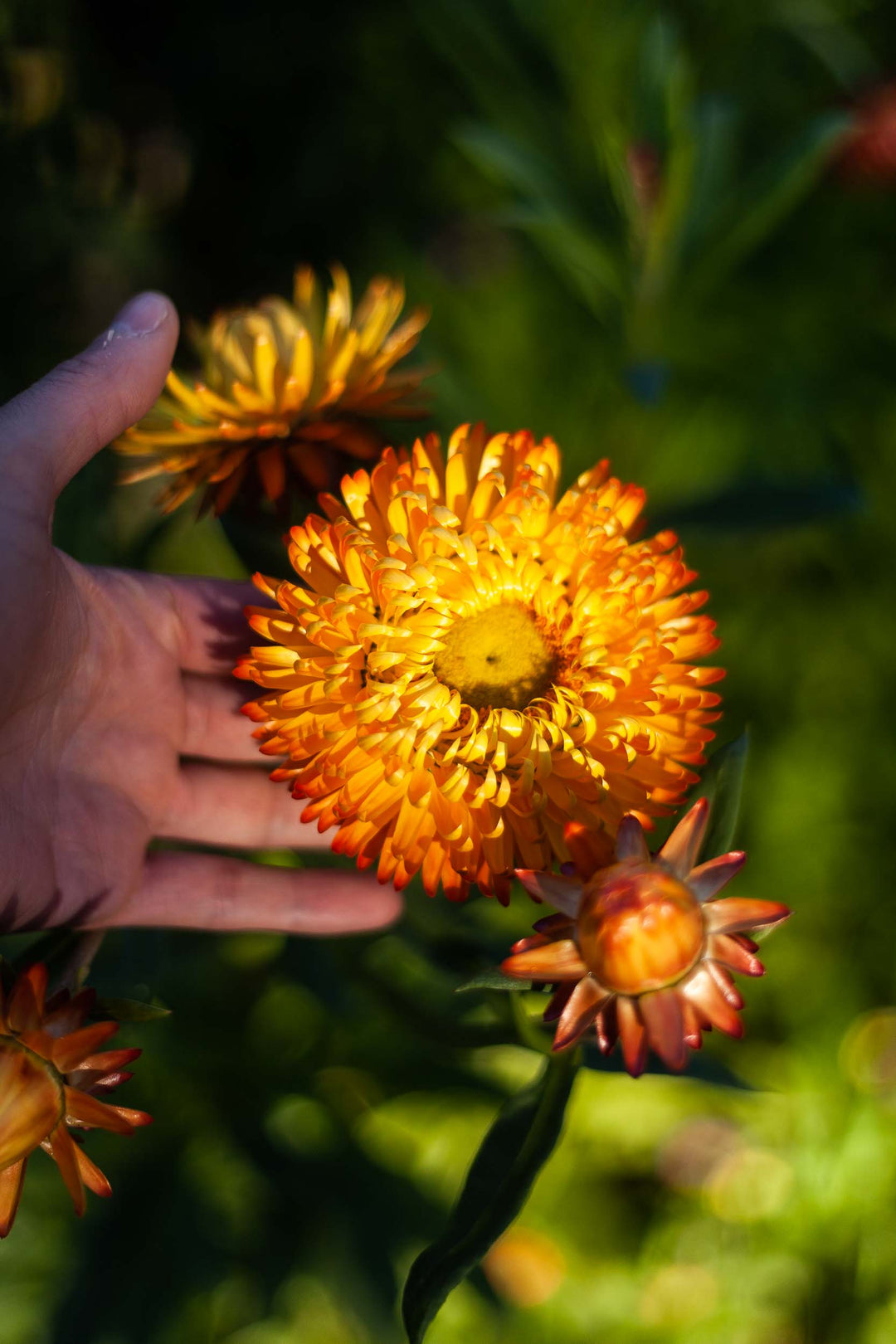 Everlasting Strawflower Orange