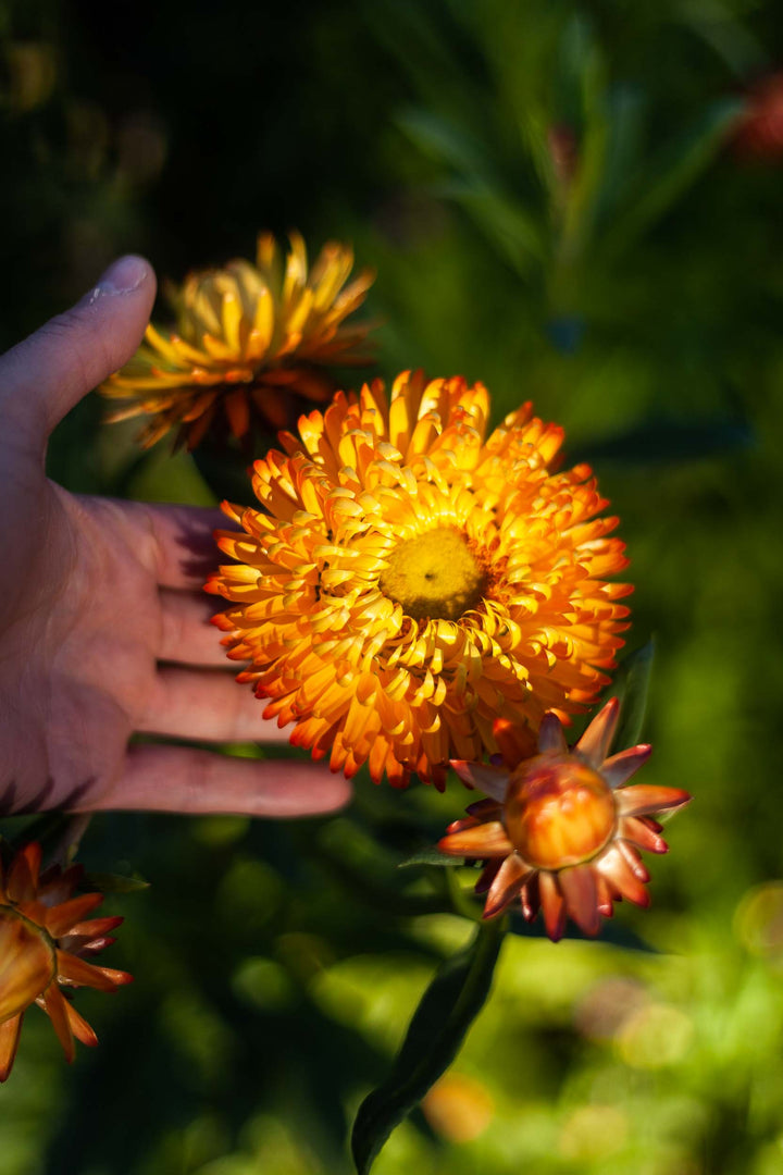 Everlasting Strawflower Orange