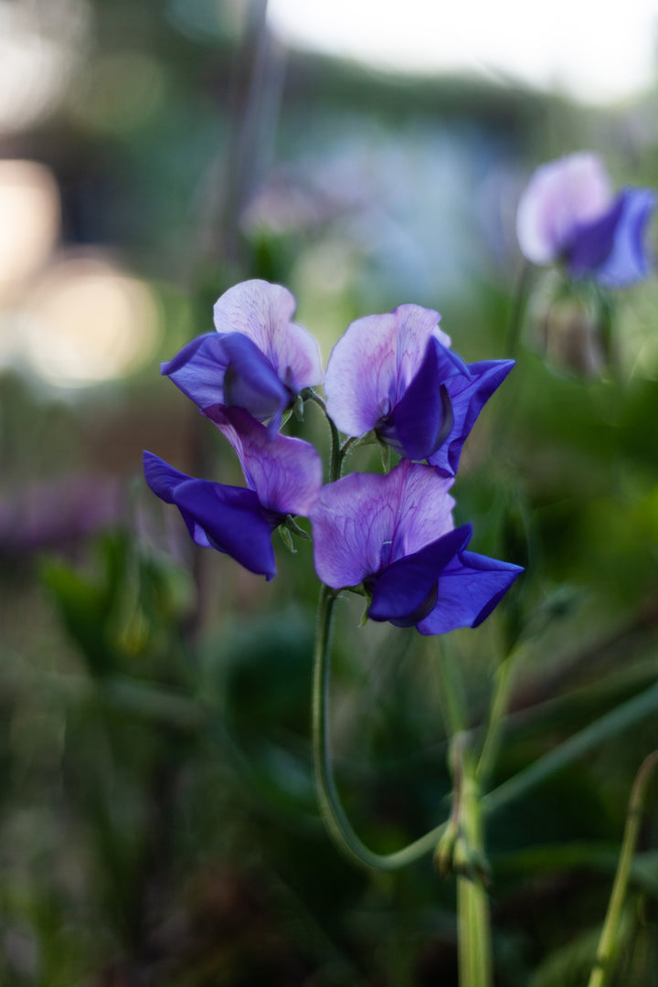 Sweet Pea Erewhon Flower