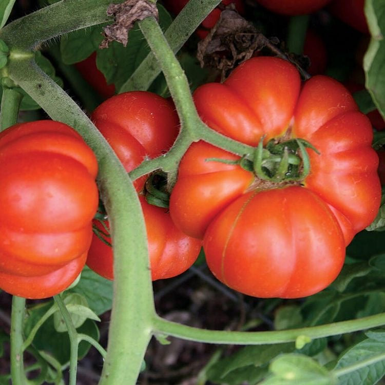 Tomato Beefsteak