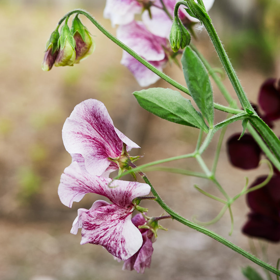 Sweet Pea Streamer Chocolate Flower