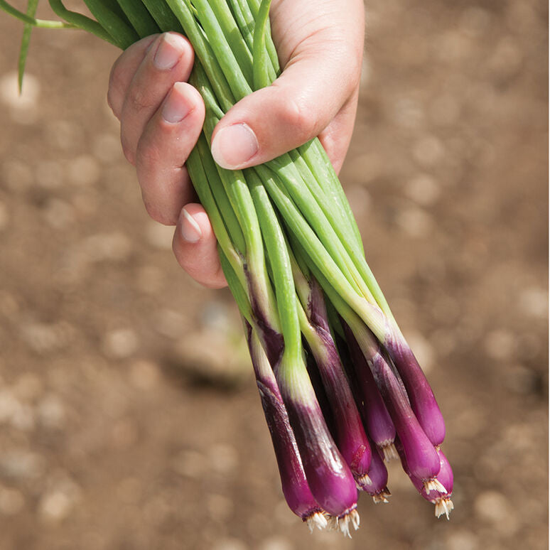 Onion Bunching Red Beard