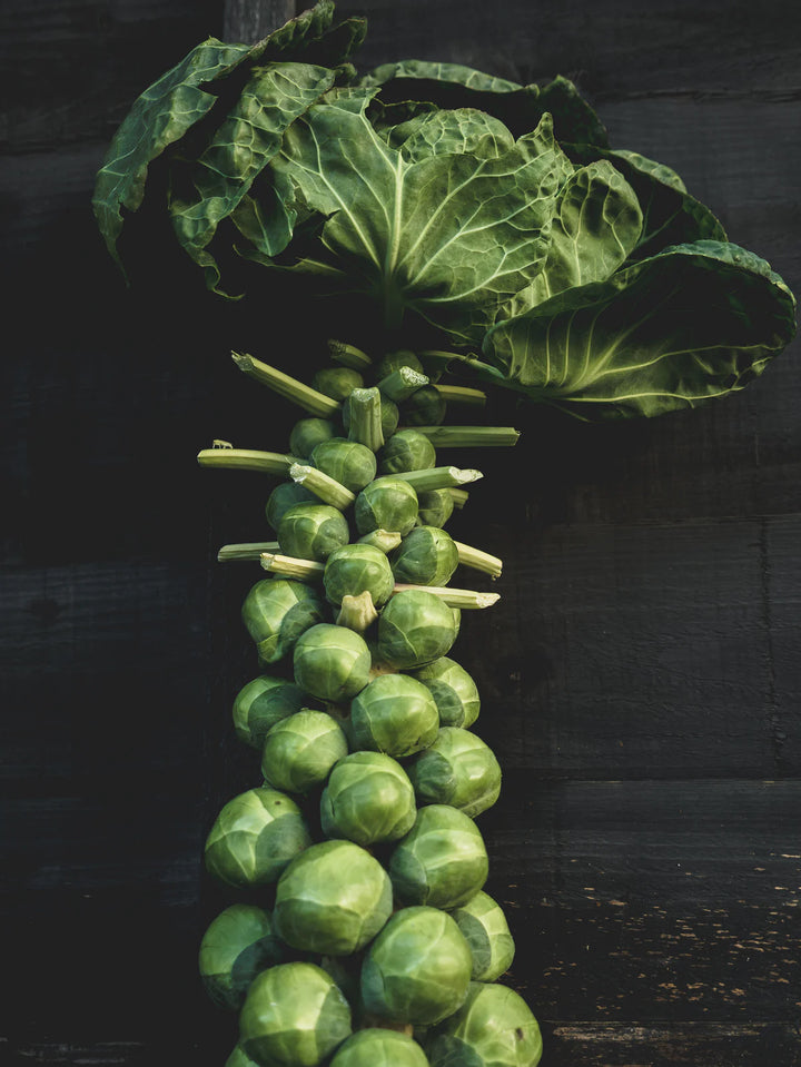 Brussel Sprout Long Island Improved
