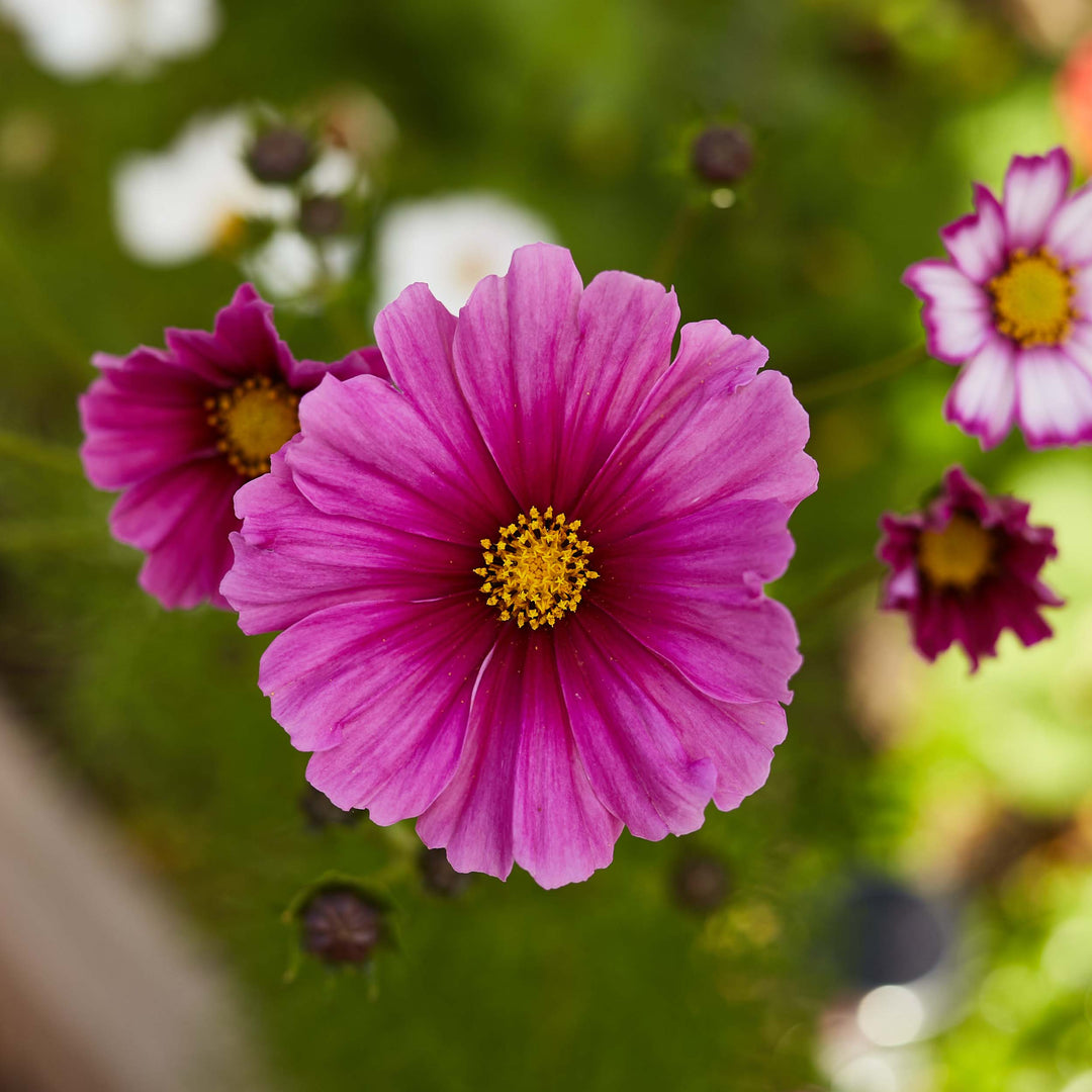 Cosmos Gloria Flower