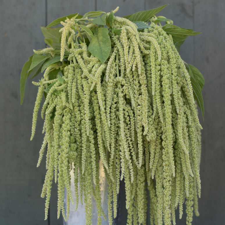 Amaranthus Weeping Green Flower