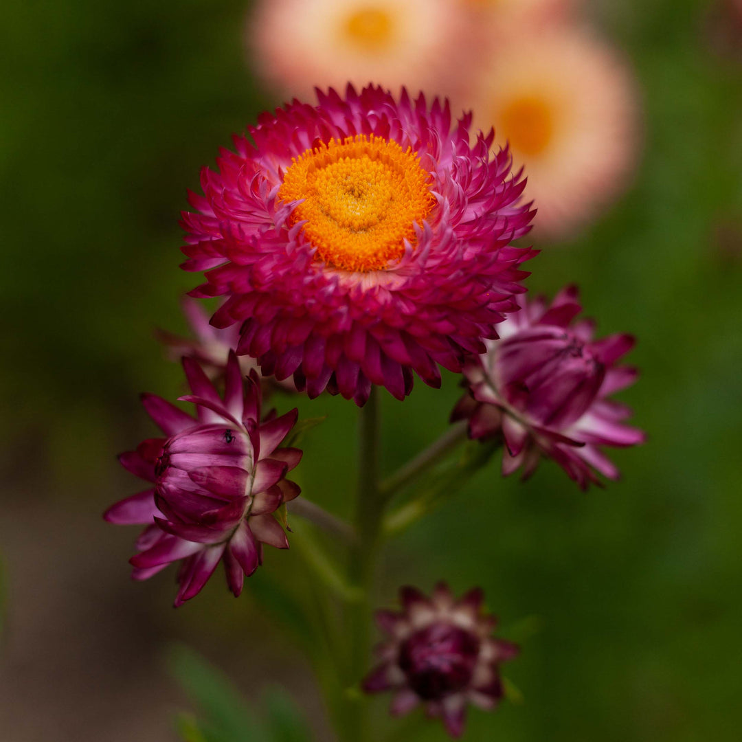Everlasting Strawflower Bright Rose Pink