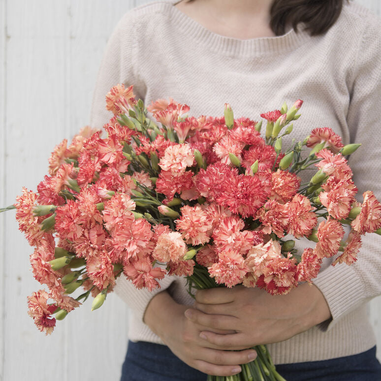 Carnation Chabaud Orange Sherbet Flower | X 50 Seeds