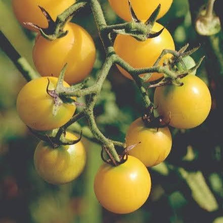 Tomato Tommy Toe Yellow