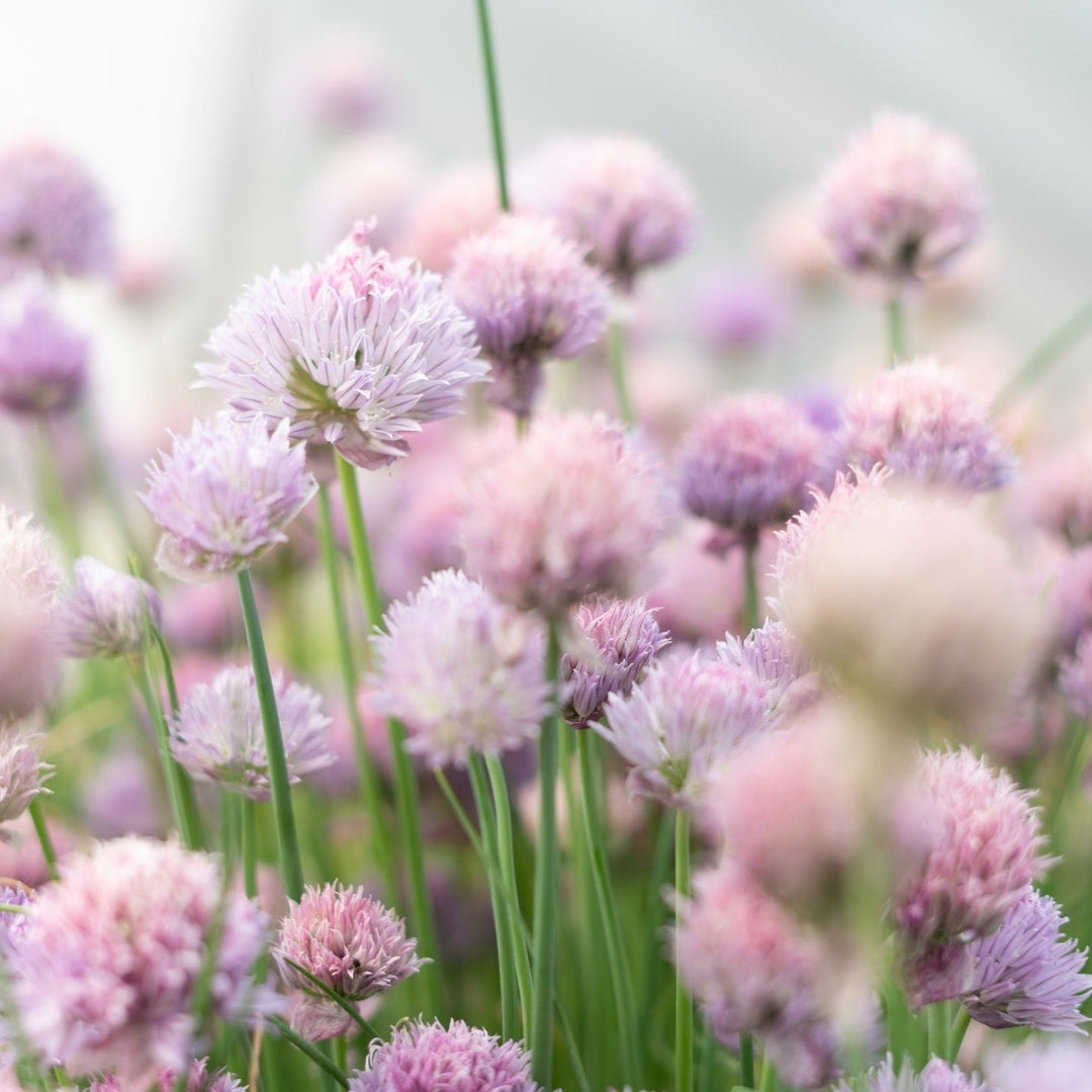 Chives Medium Herb