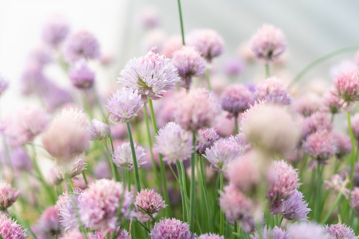 Chives Medium Herb | X 120 Seeds