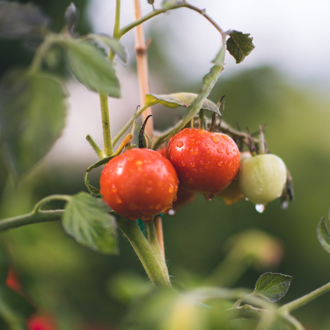 Tomato Burnley Gem | X 100 Seeds (Not To WA)