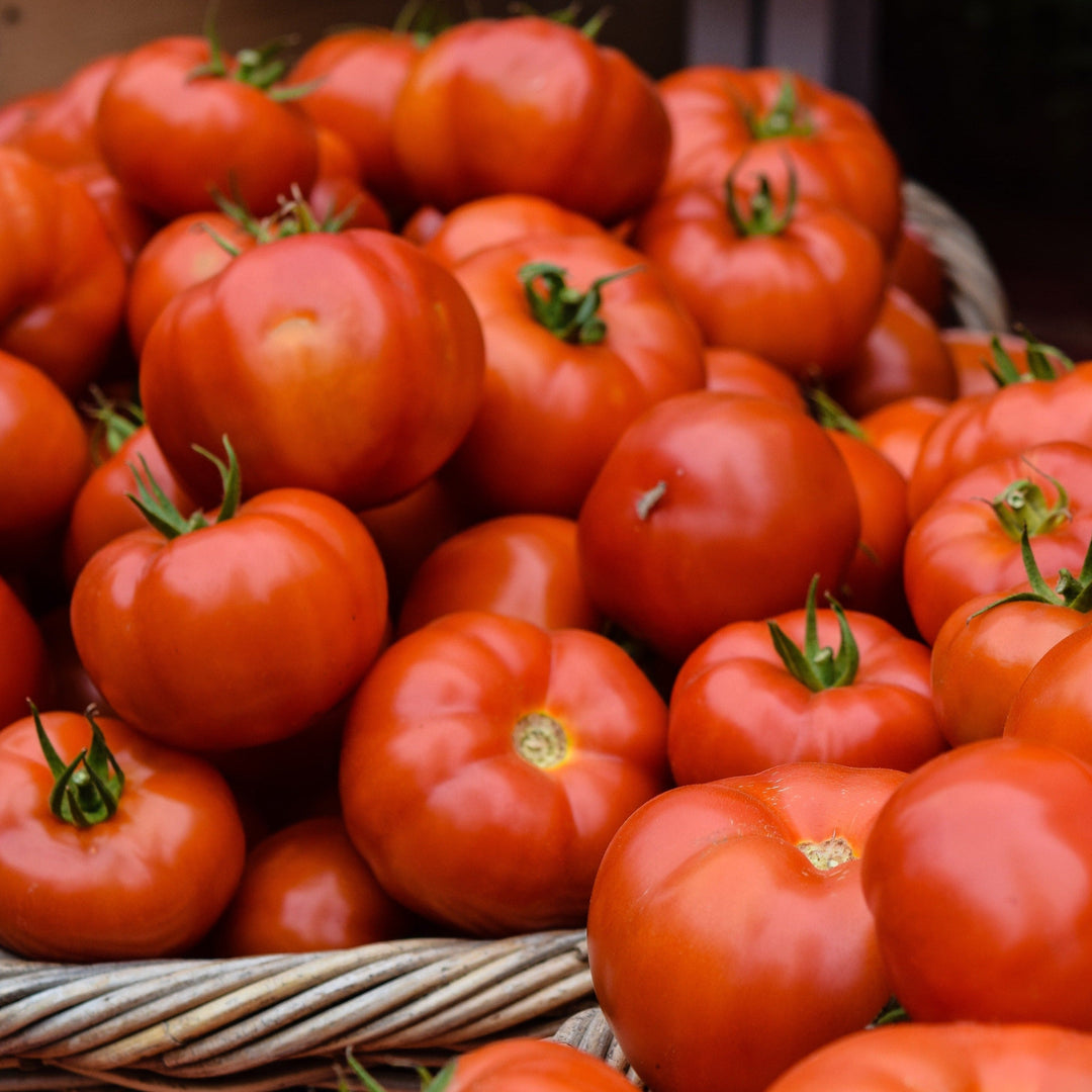 Tomato Red Russian