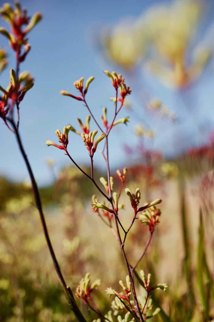 Kangaroo Paw Red & Green Australian Native | X 50 Seeds