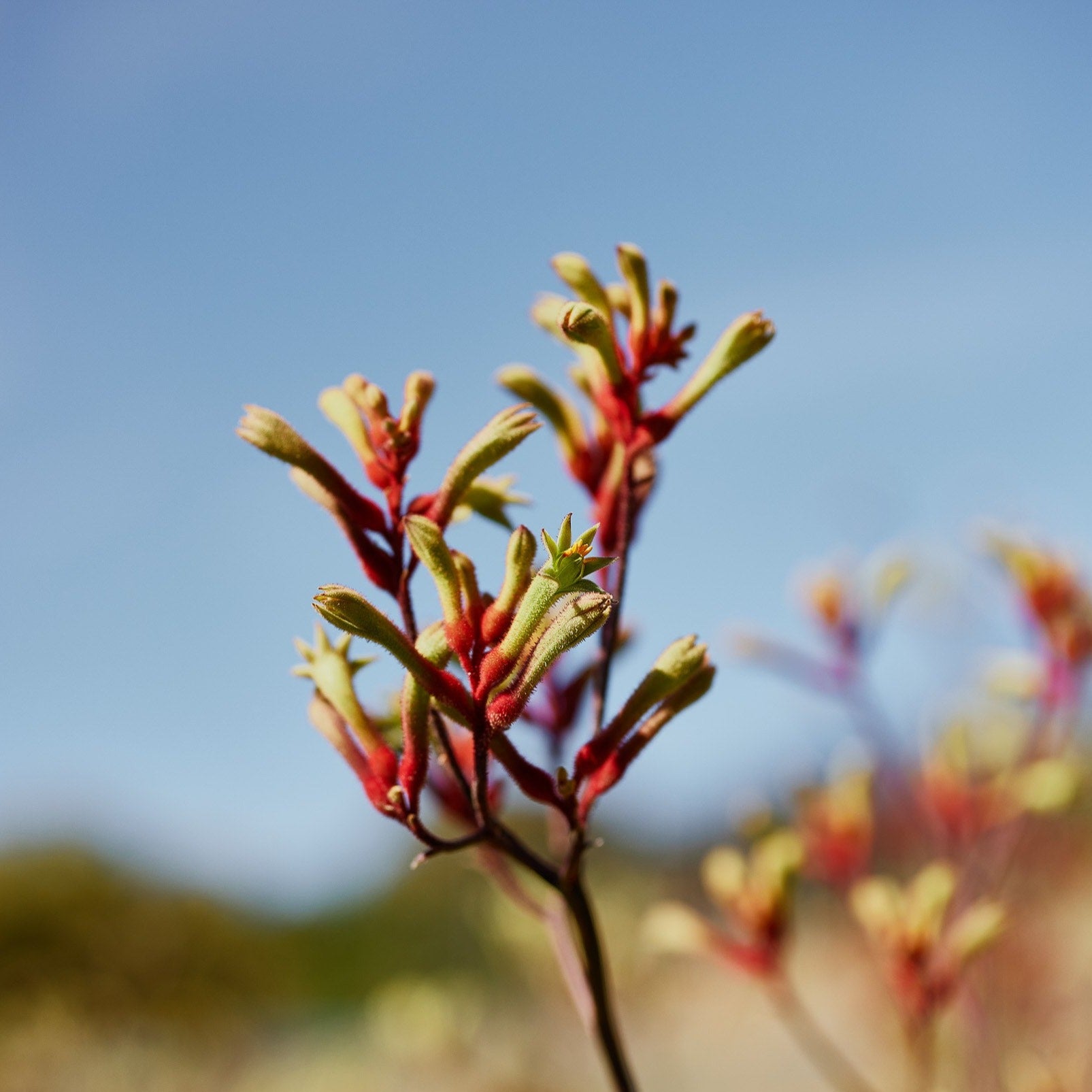 Red & Green Kangaroo Paw Australian Native X 100 Seeds Veggie
