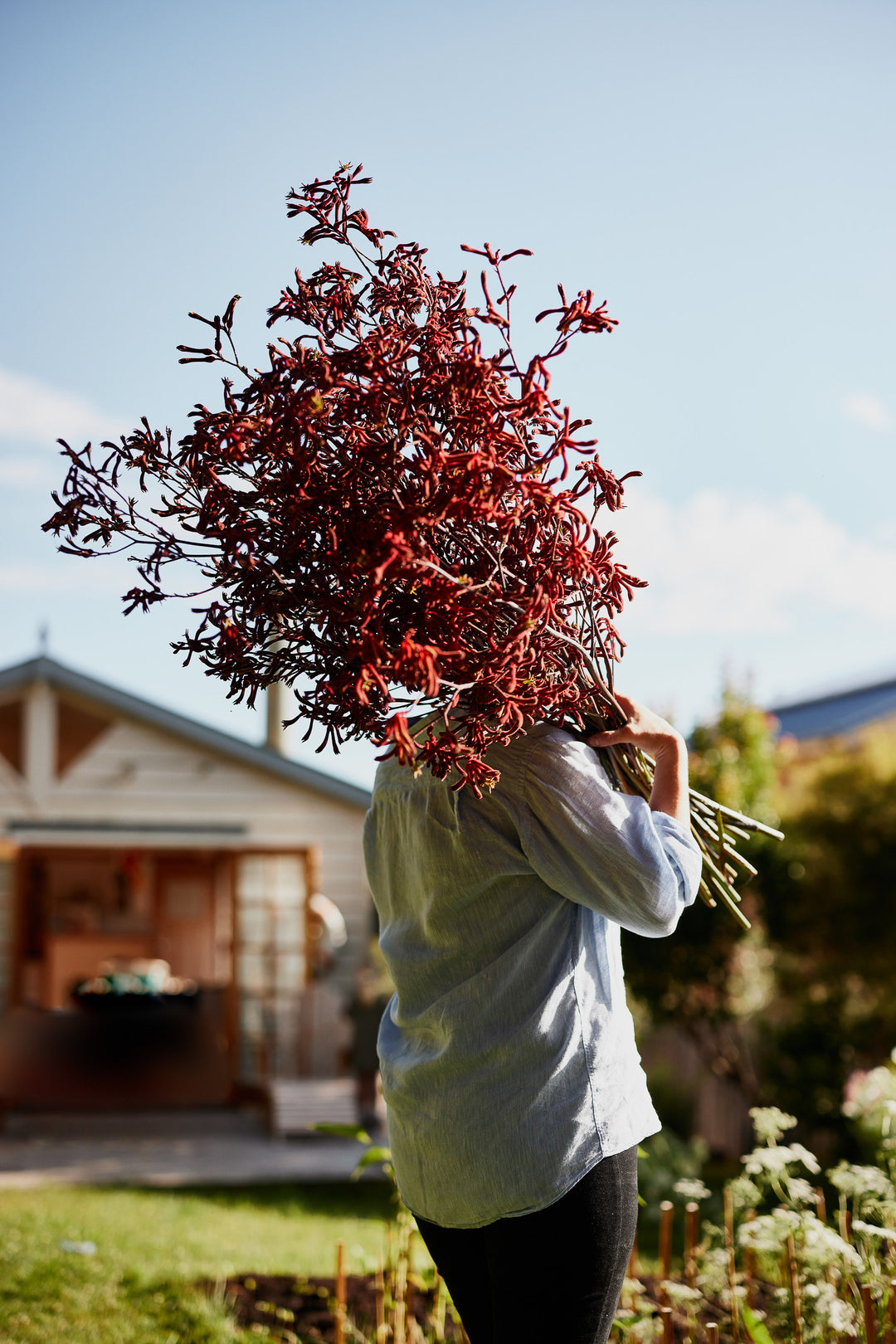 Kangaroo Paw Red Australian Native