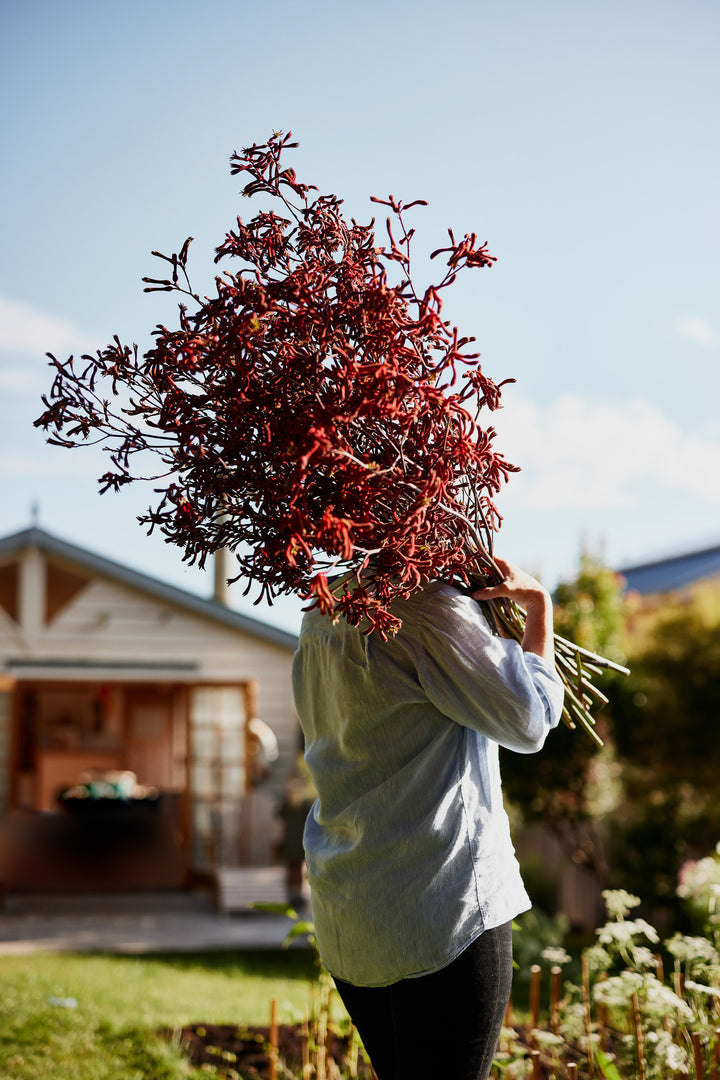 Kangaroo Paw Red Australian Native