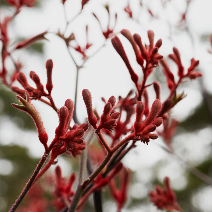 Kangaroo Paw Red Australian Native