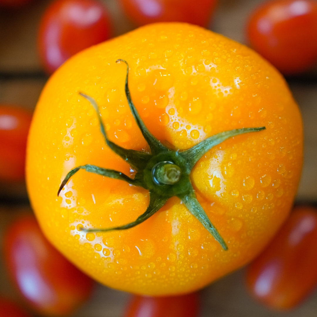 Tomato Jubilee Yellow | X 100 seeds (Not To WA)