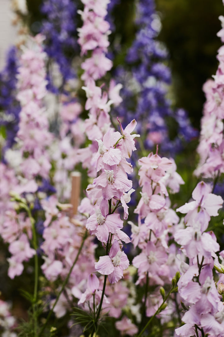 Larkspur Imperial Lilac Spire Flower