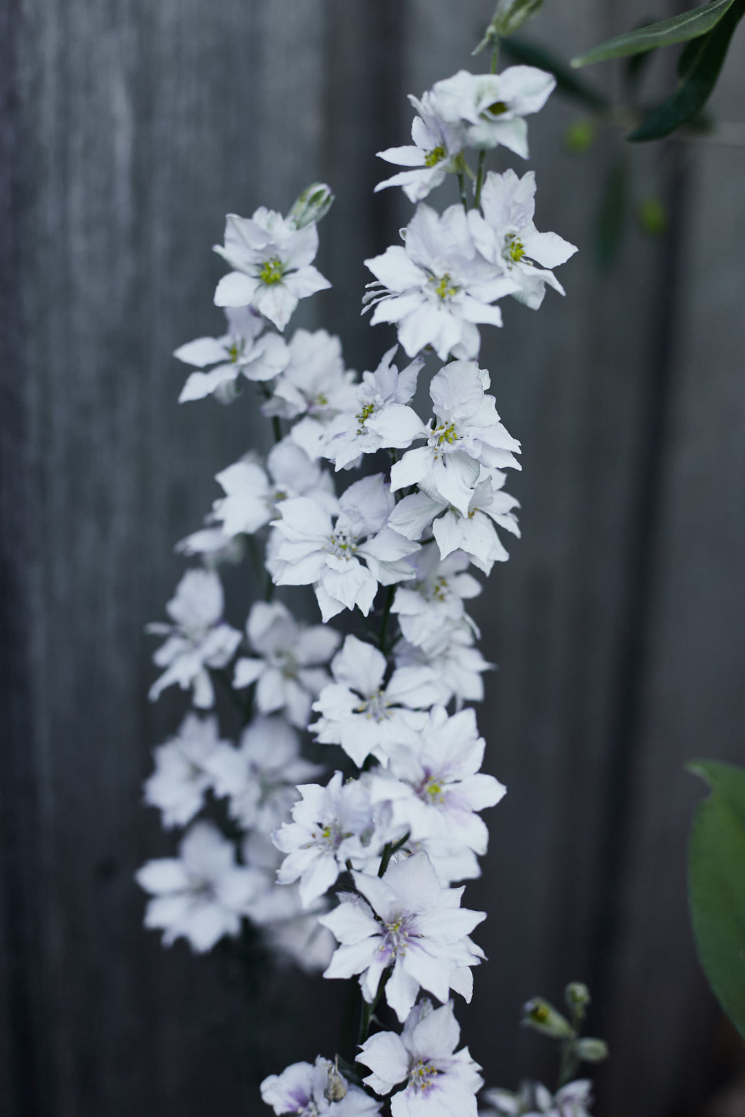 Larkspur Smokey Eyes Flower