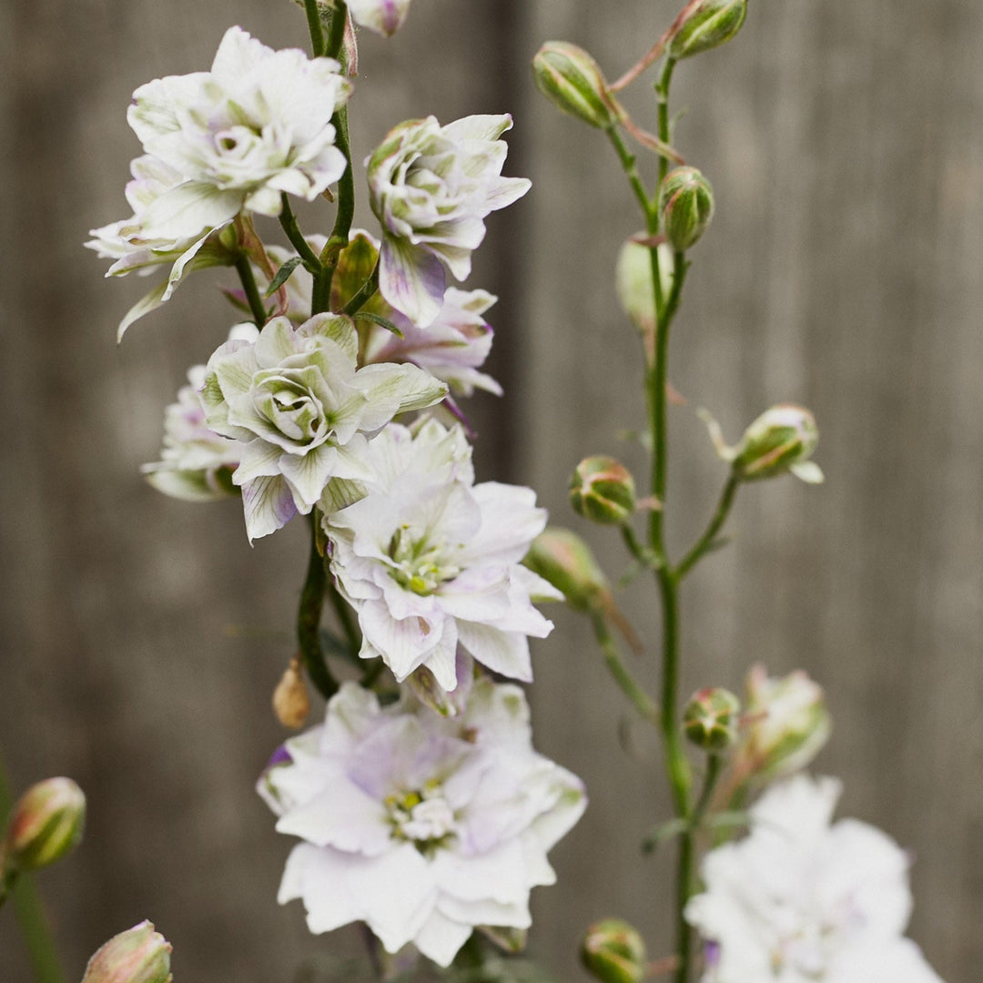 Larkspur Smokey Eyes Flower
