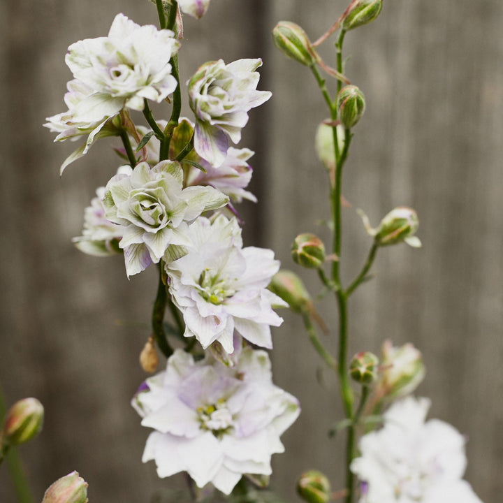Larkspur Smokey Eyes Flower