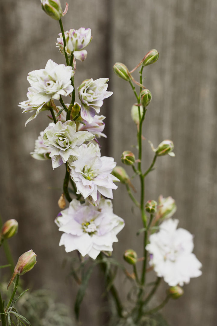 Larkspur Smokey Eyes Flower