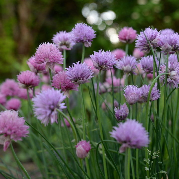 Chives Large Herb | X 100 seeds