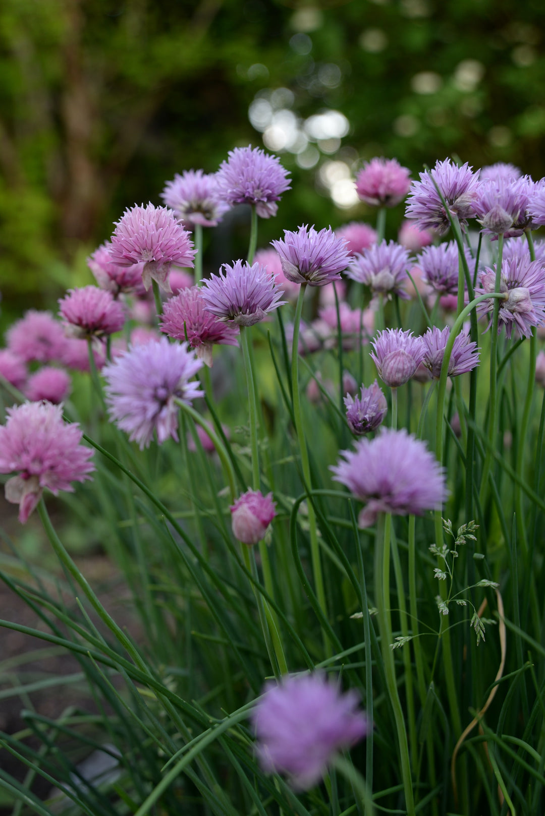 Chives Large Herb | X 100 seeds