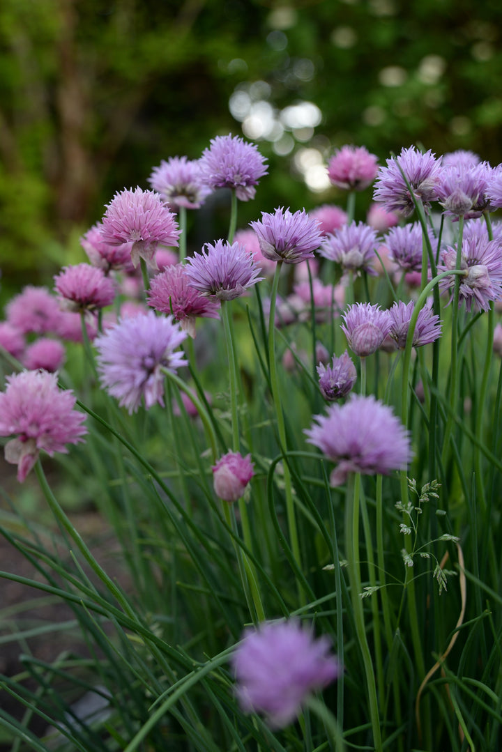 Chives Large Herb | X 100 seeds