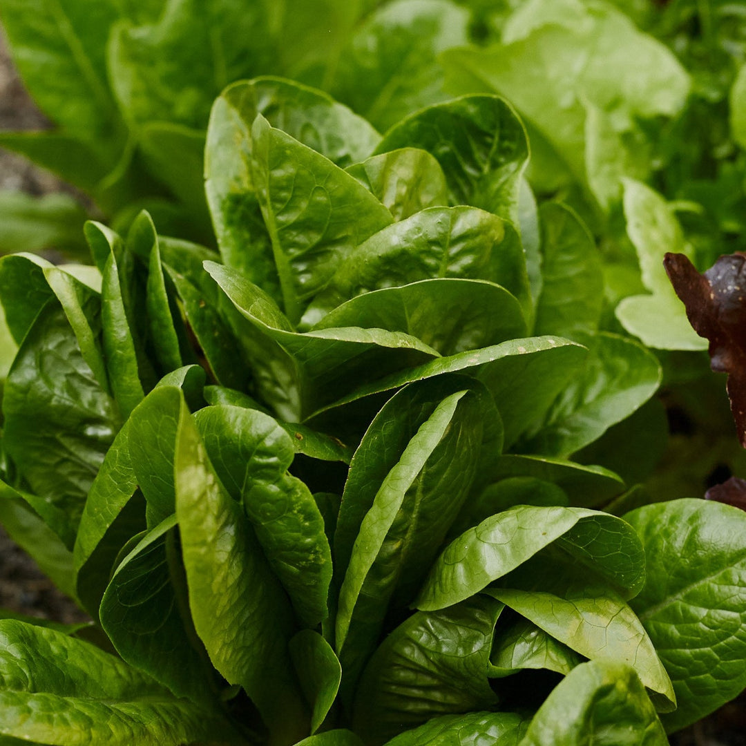 Lettuce Parris Island Cos Vegetable | X 200 Seeds