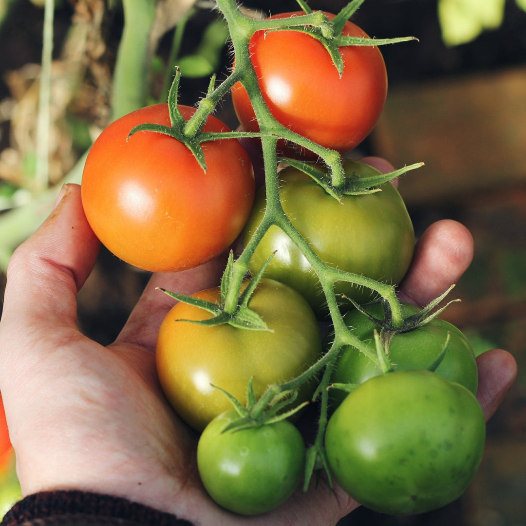 Tomato Urbana