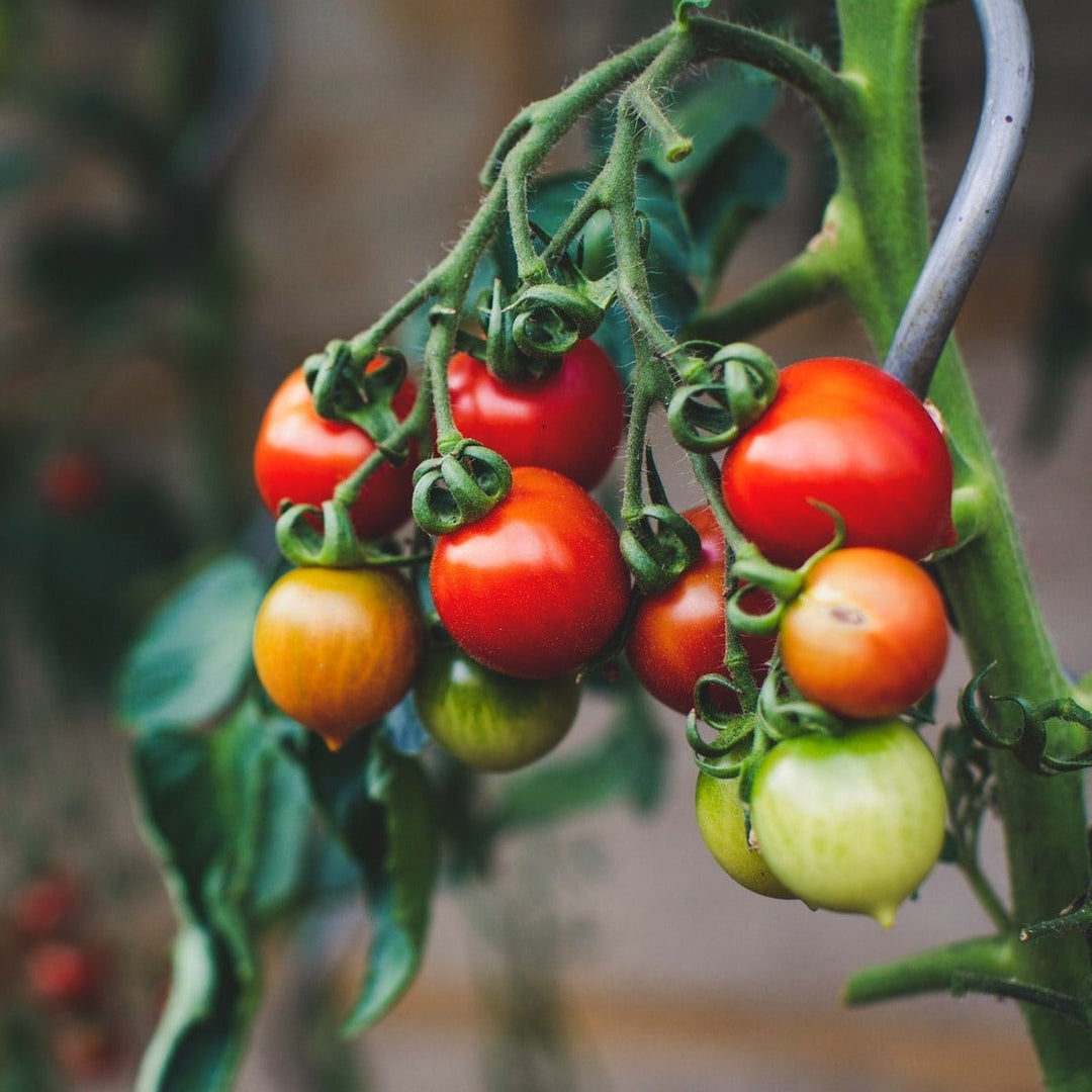 Tomato Cerise