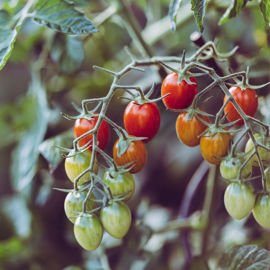 Tomato Cherry Roma