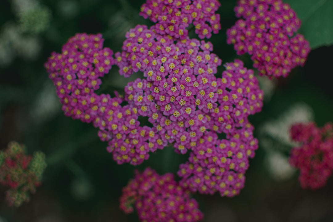 Yarrow Achillea Cerise Queen Flower