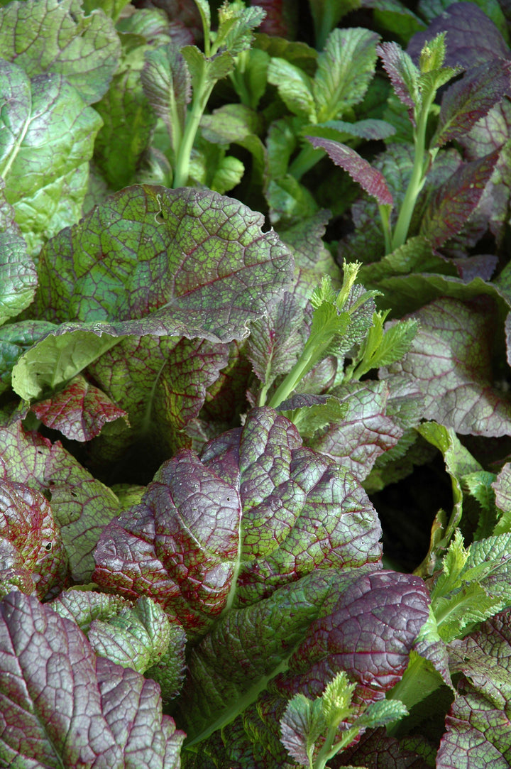 Mustard Greens Red Giant Herb | X 150 Seeds