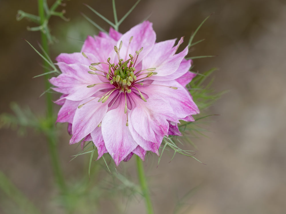 Nigella Miss Jekyll Rose Flower | X 100 Seeds