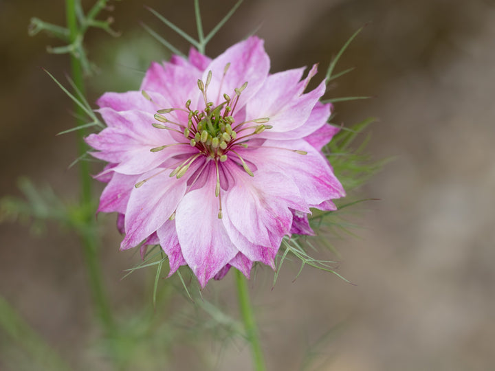 Nigella Miss Jekyll Rose Flower | X 100 Seeds