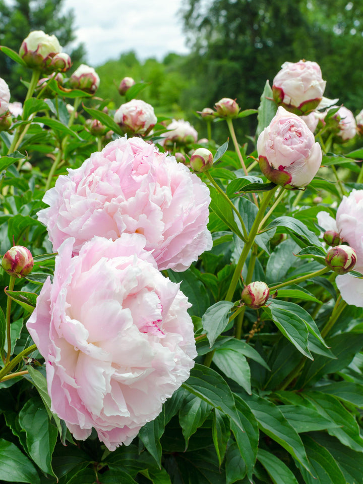 Peony Shirley Temple Root Stock (NOT TO WA)