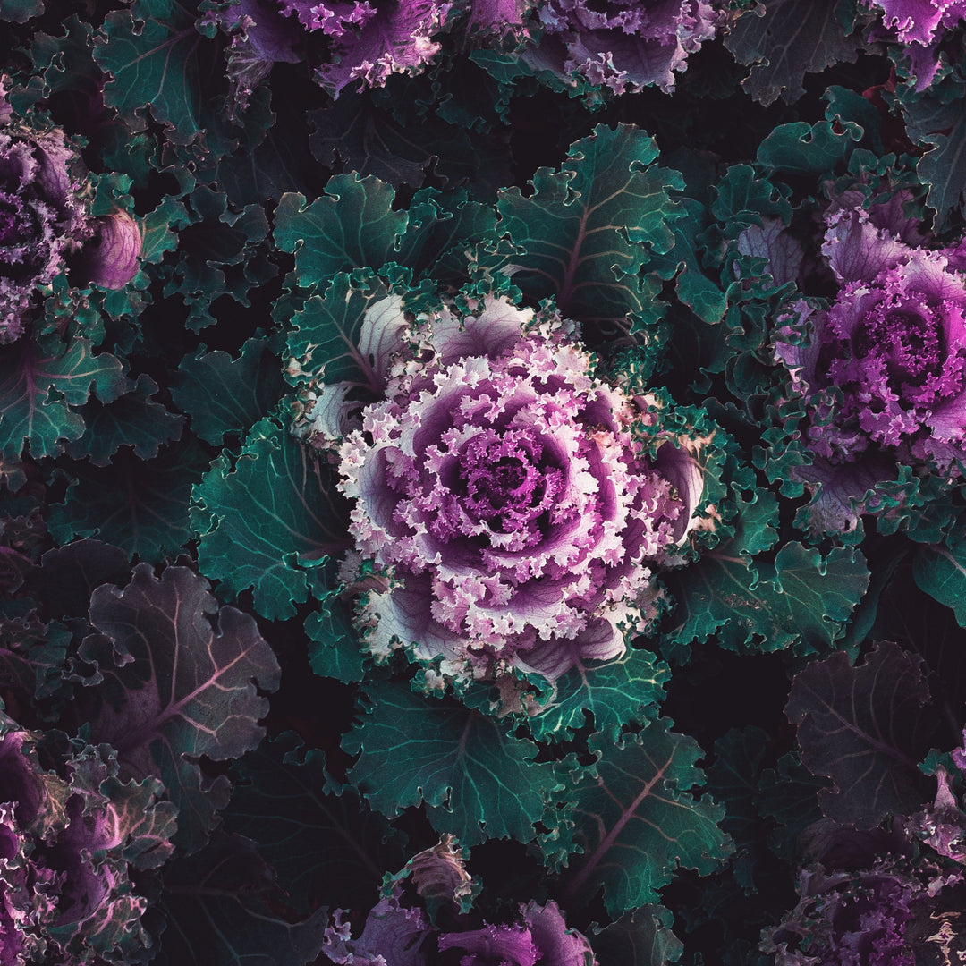 Flowering Cabbage Mix