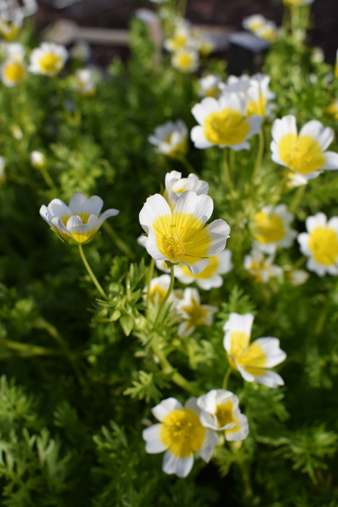Poached Egg Flower | X 50 Seeds