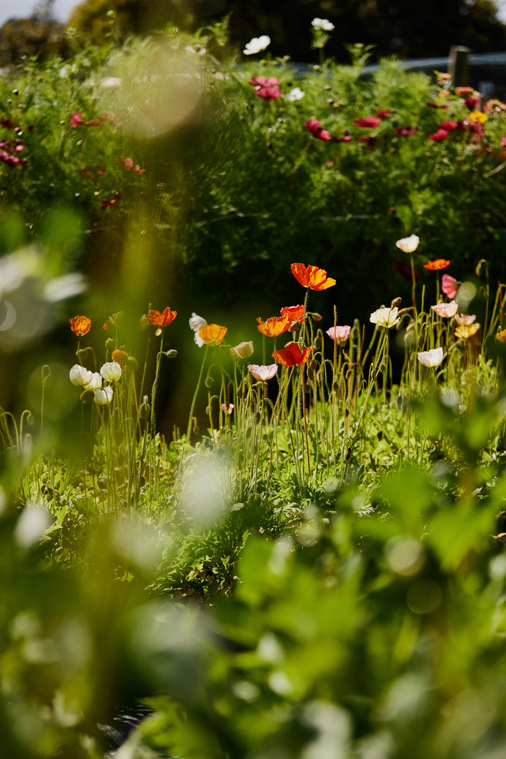 Poppy Iceland Pastel Victory Giant Mixed Flower