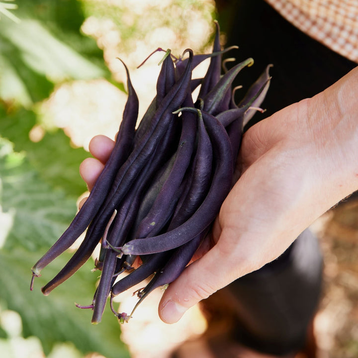 Bean Royal Burgundy
